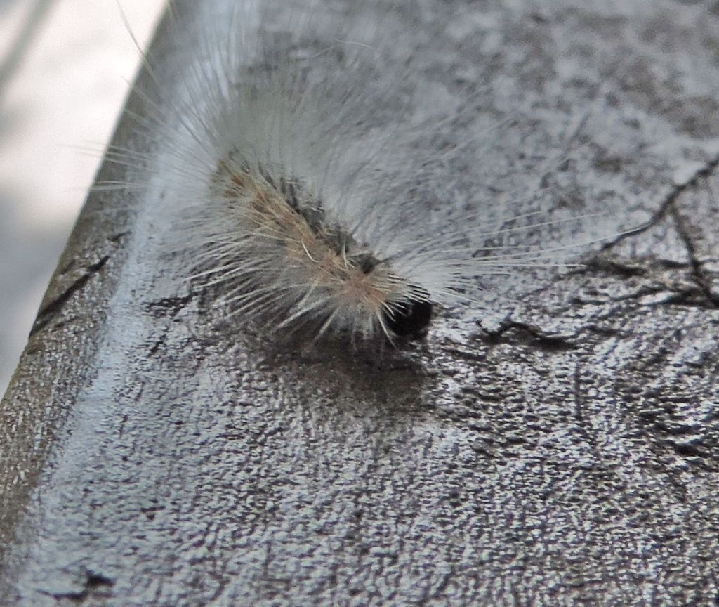 Bruco a peli lunghi - Hyphantria cunea